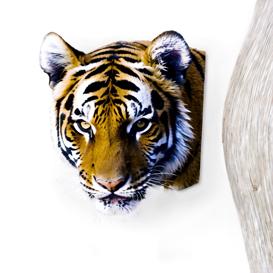 Tiger Face With Open Mouth Png Upi12 PNG