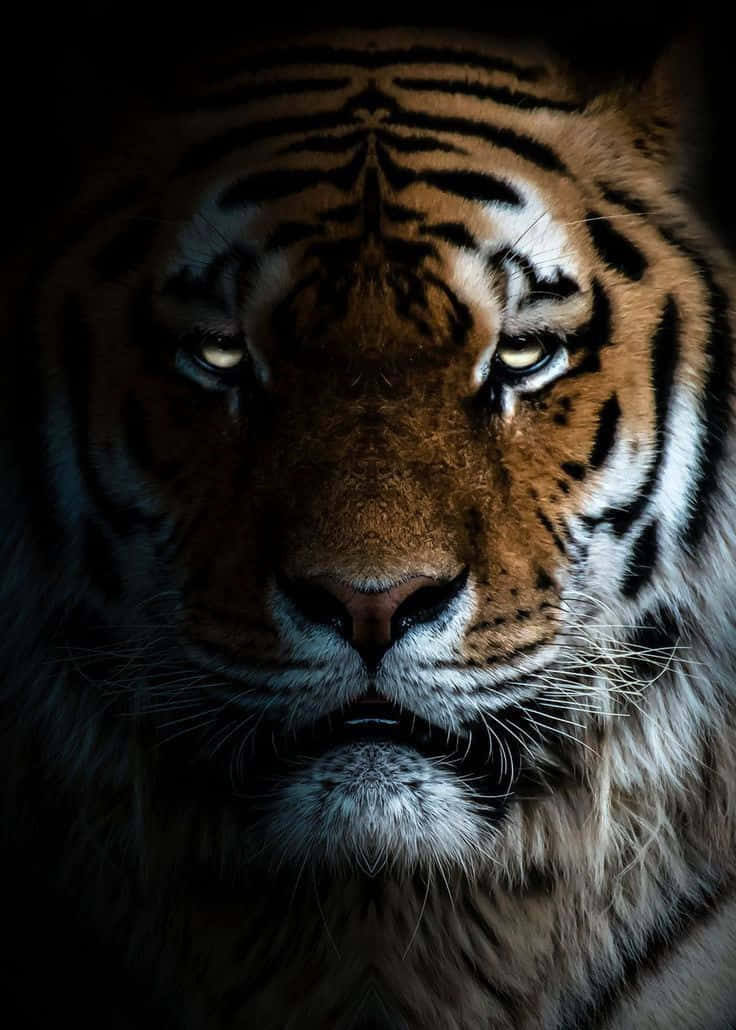 Tiger Face With Thick Fur Background
