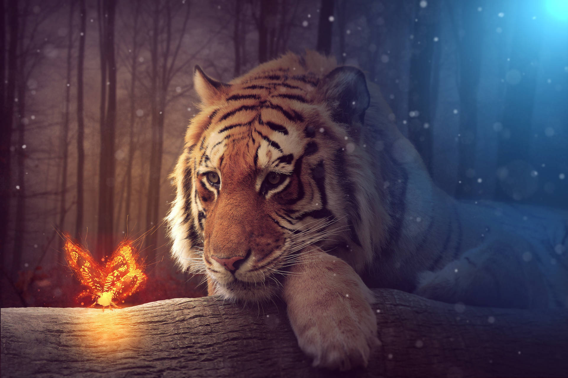 Tiger Hd On Dark Snowy Forest Wallpaper