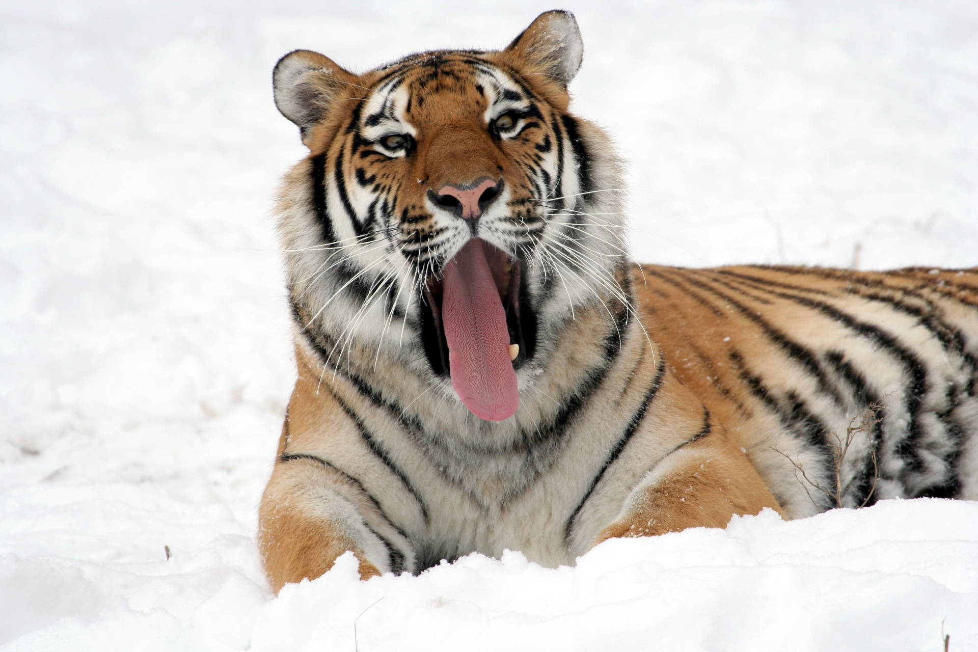 Tiger Hd Yawning On Snow Wallpaper