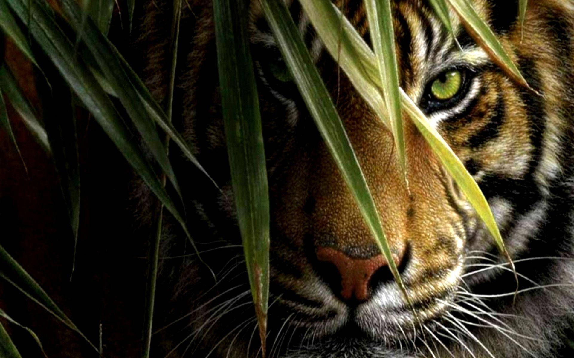Tiger Hiding Behind Leaves Background