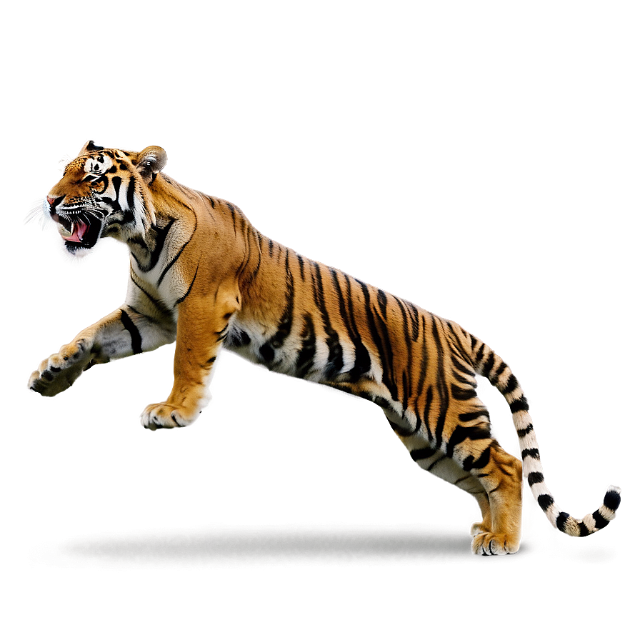 Tiger Hunting Png Olr43 PNG