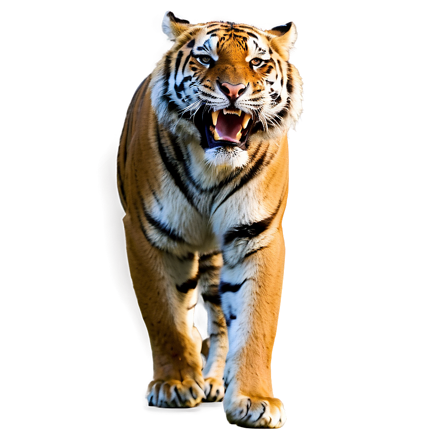 Download Tiger In Attack Mode Png 55 | Wallpapers.com