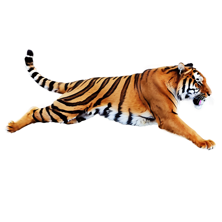 Tiger In Attack Mode Png Pke PNG