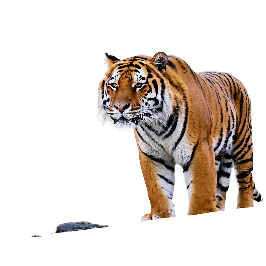 Tiger In Habitat Png Uld75 PNG