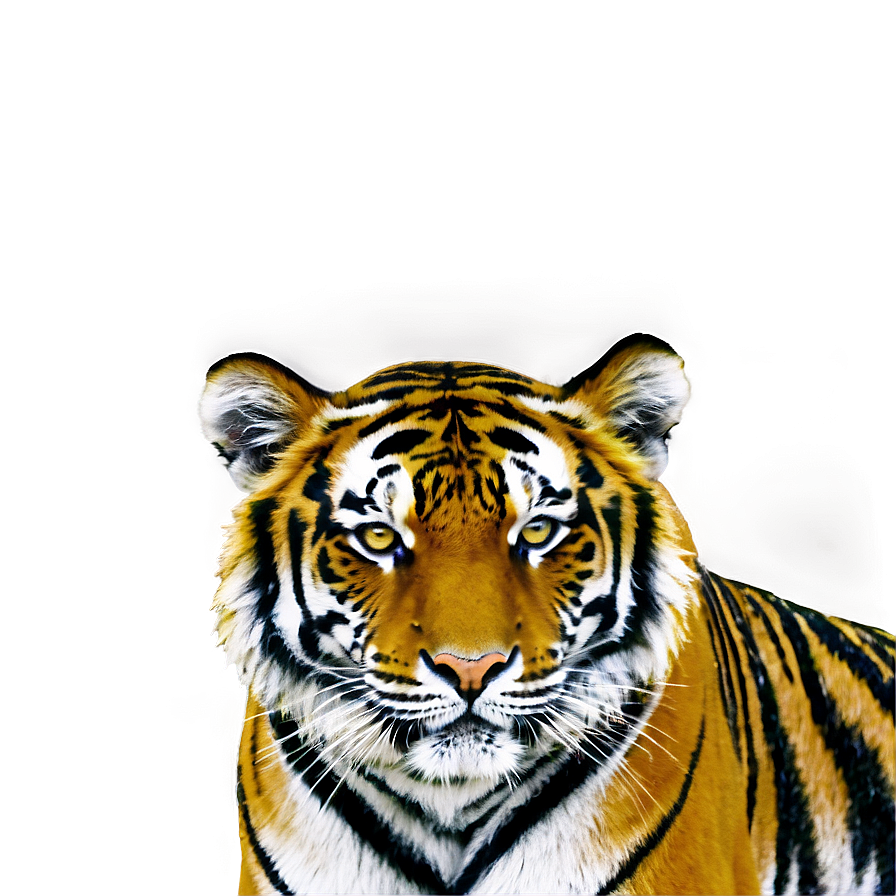 Tiger In Jungle Png 40 PNG