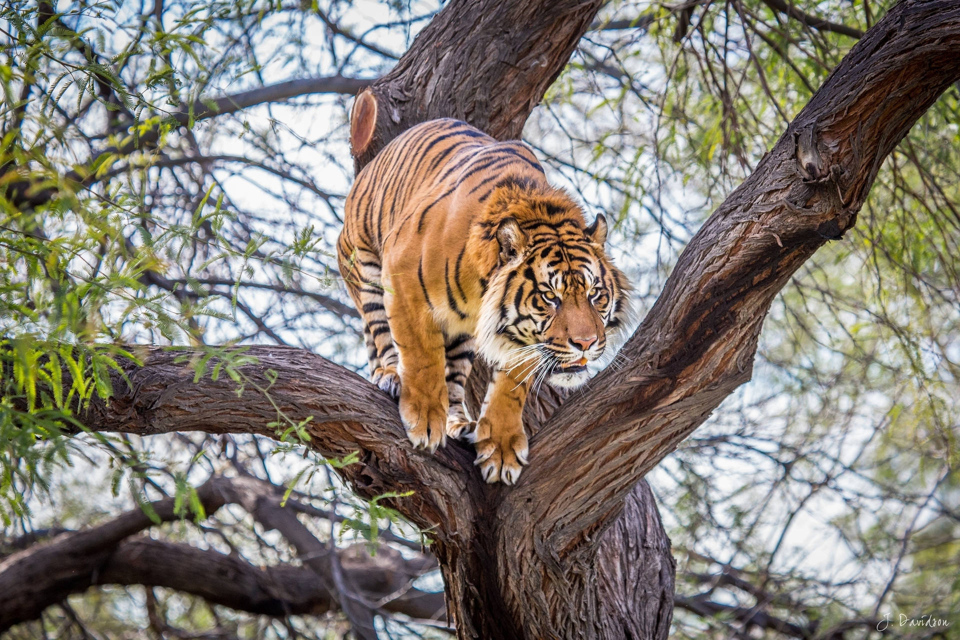 Tiger Jump From Tree Wallpaper