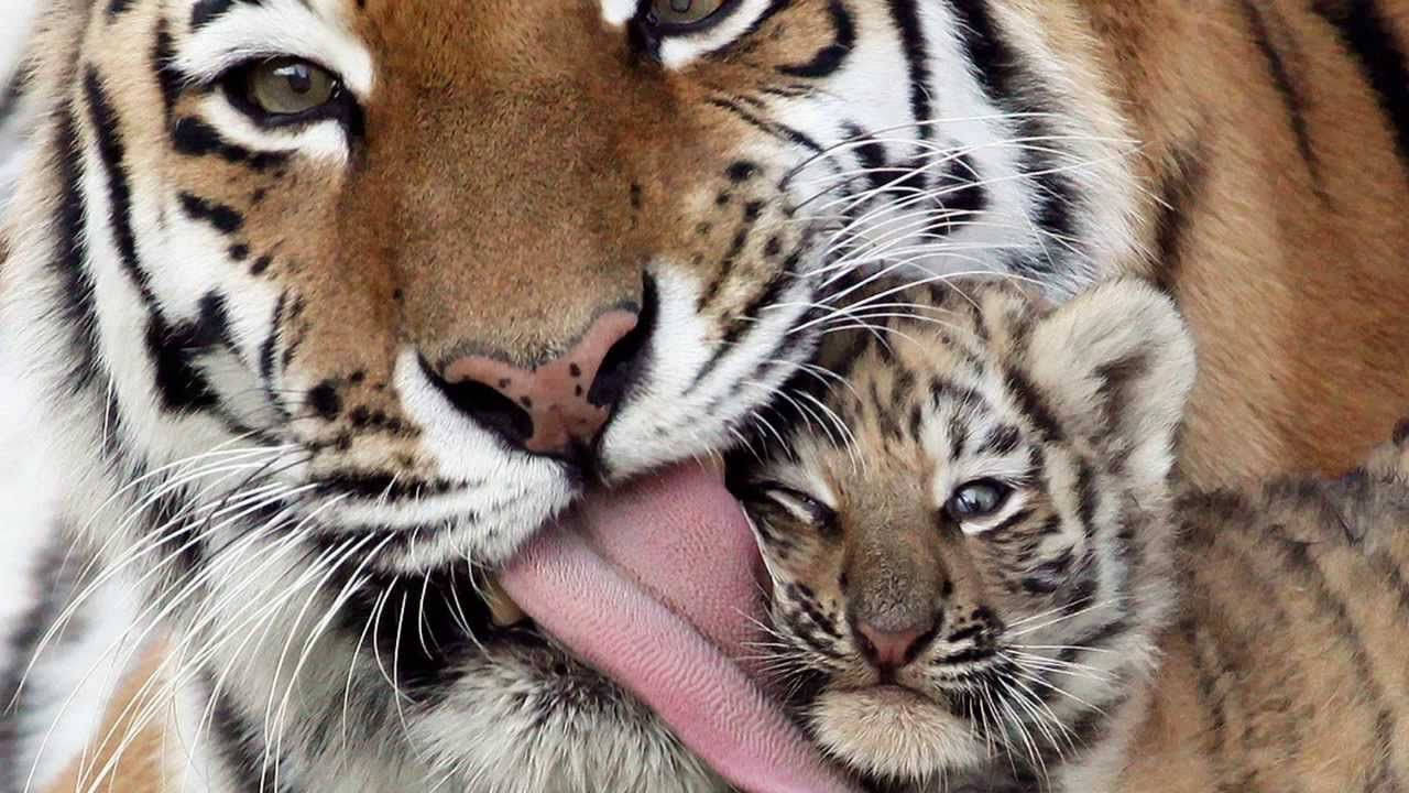 Tiger Licking Cub Animal