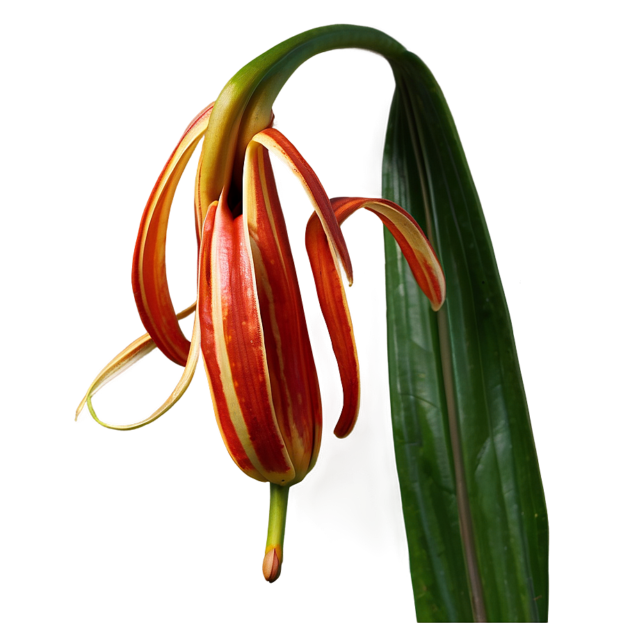 Tiger Lily Flower Png Hae60 PNG