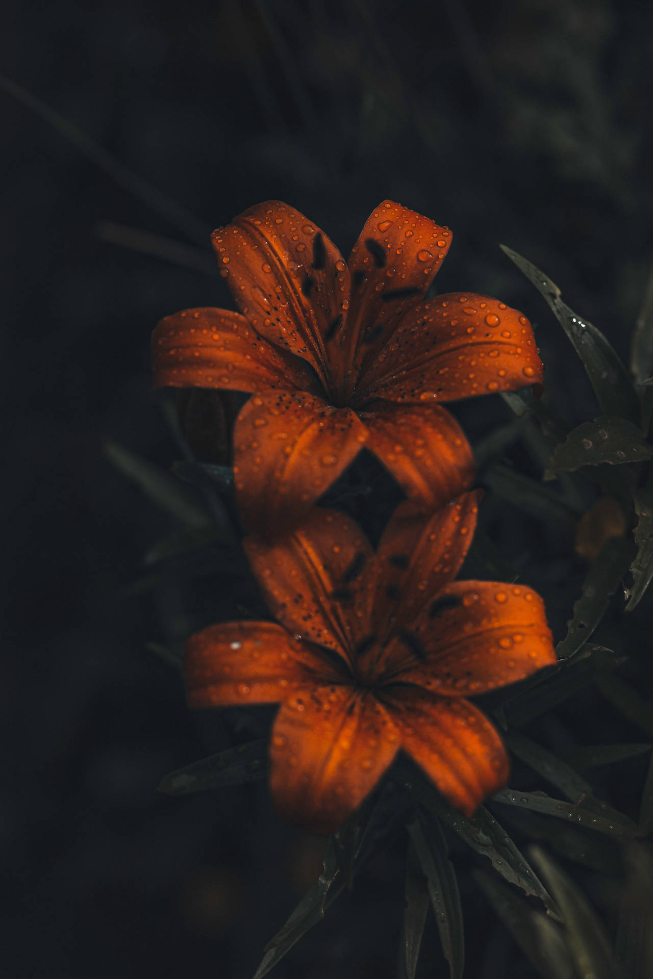 Tiger Lily Flowers Iphone 11 Pro 4k Wallpaper