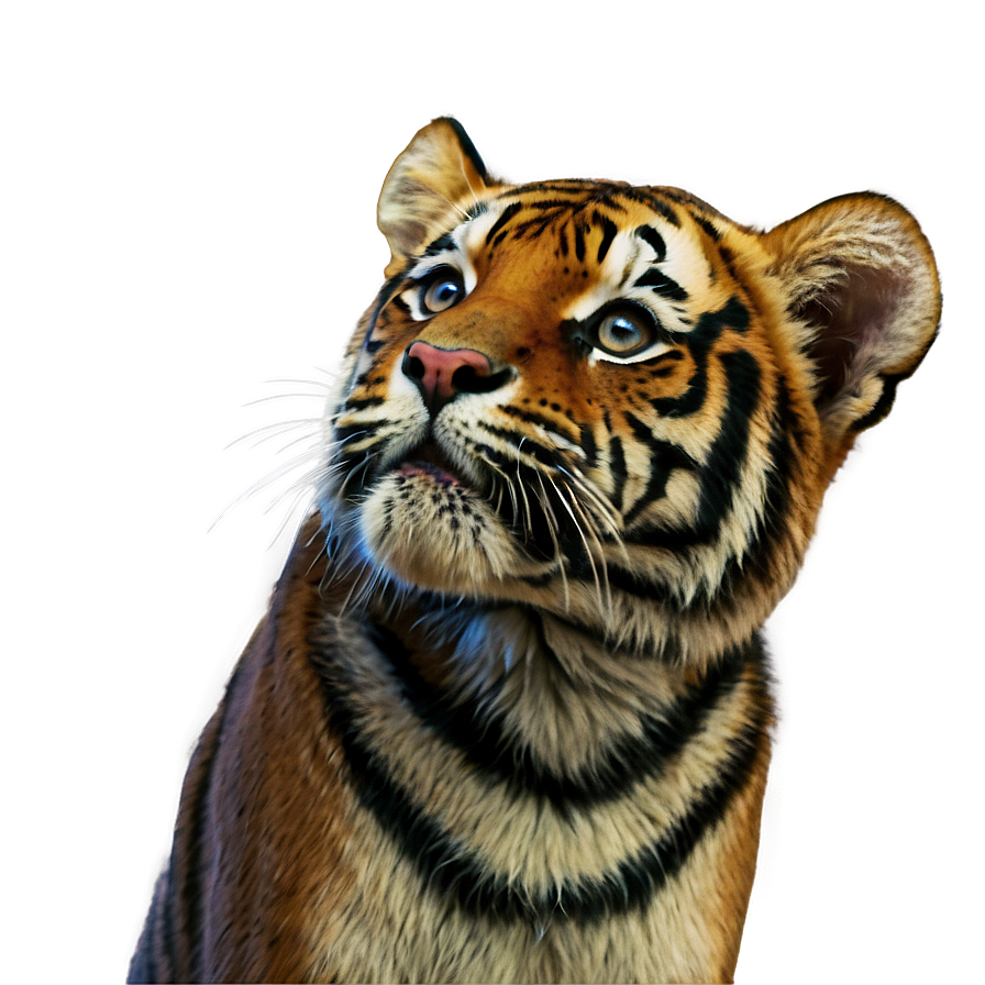 Tiger Looking Up Png 49 PNG