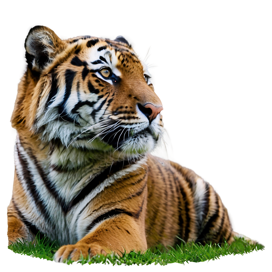 Tiger Looking Up Png Ohc PNG