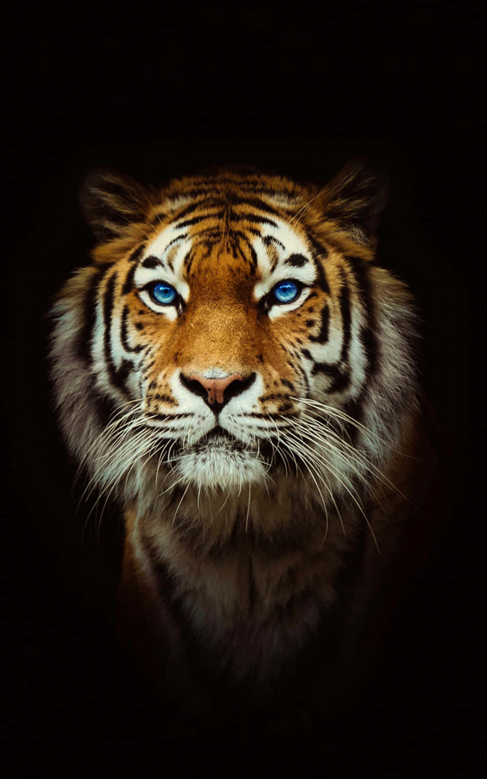 A Tiger With Blue Eyes On A Black Background Wallpaper