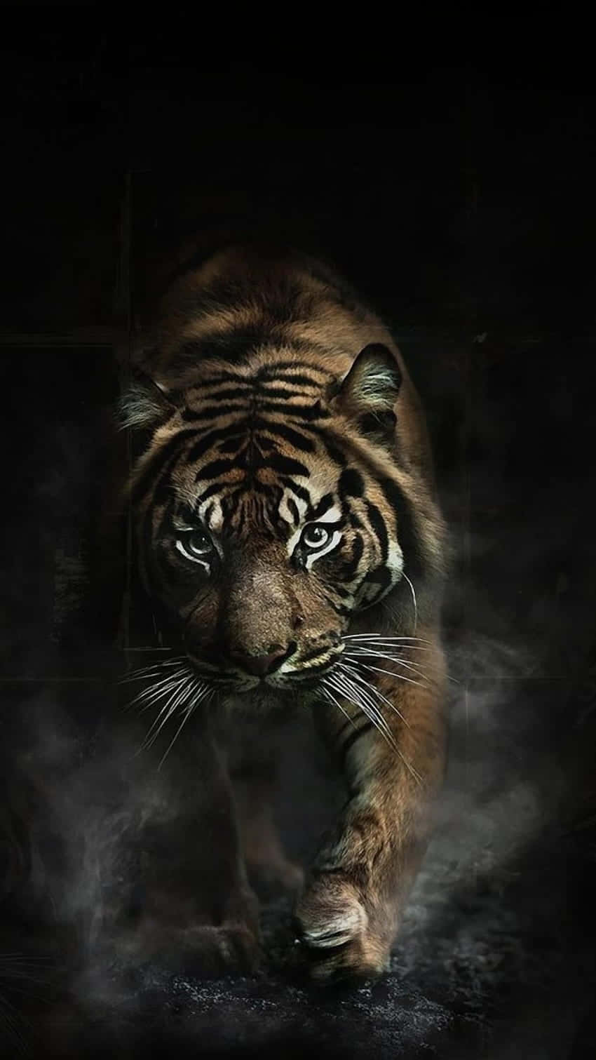 A Tiger Walking In The Dark Wallpaper