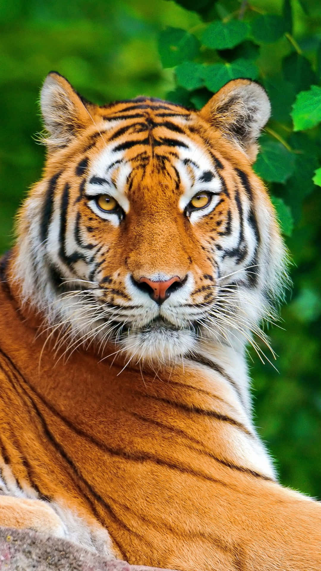 En tiger sidder på en klippe i skoven. Wallpaper