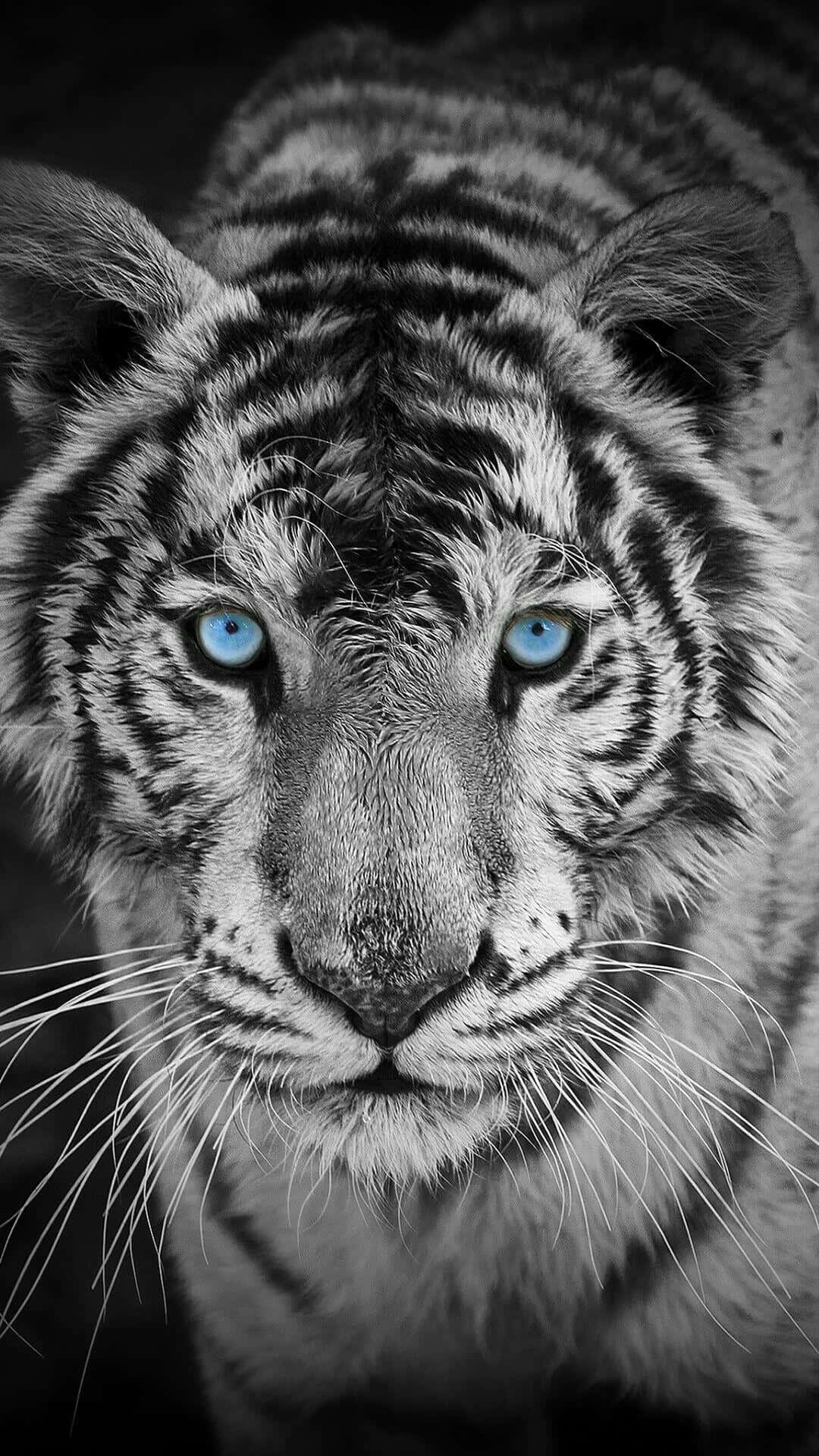 A White Tiger With Blue Eyes In Black And White Wallpaper