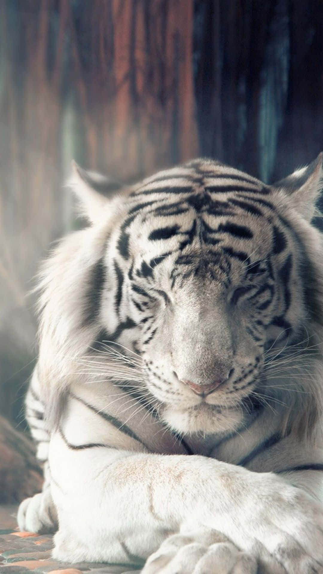 A White Tiger Is Laying Down In The Forest Wallpaper