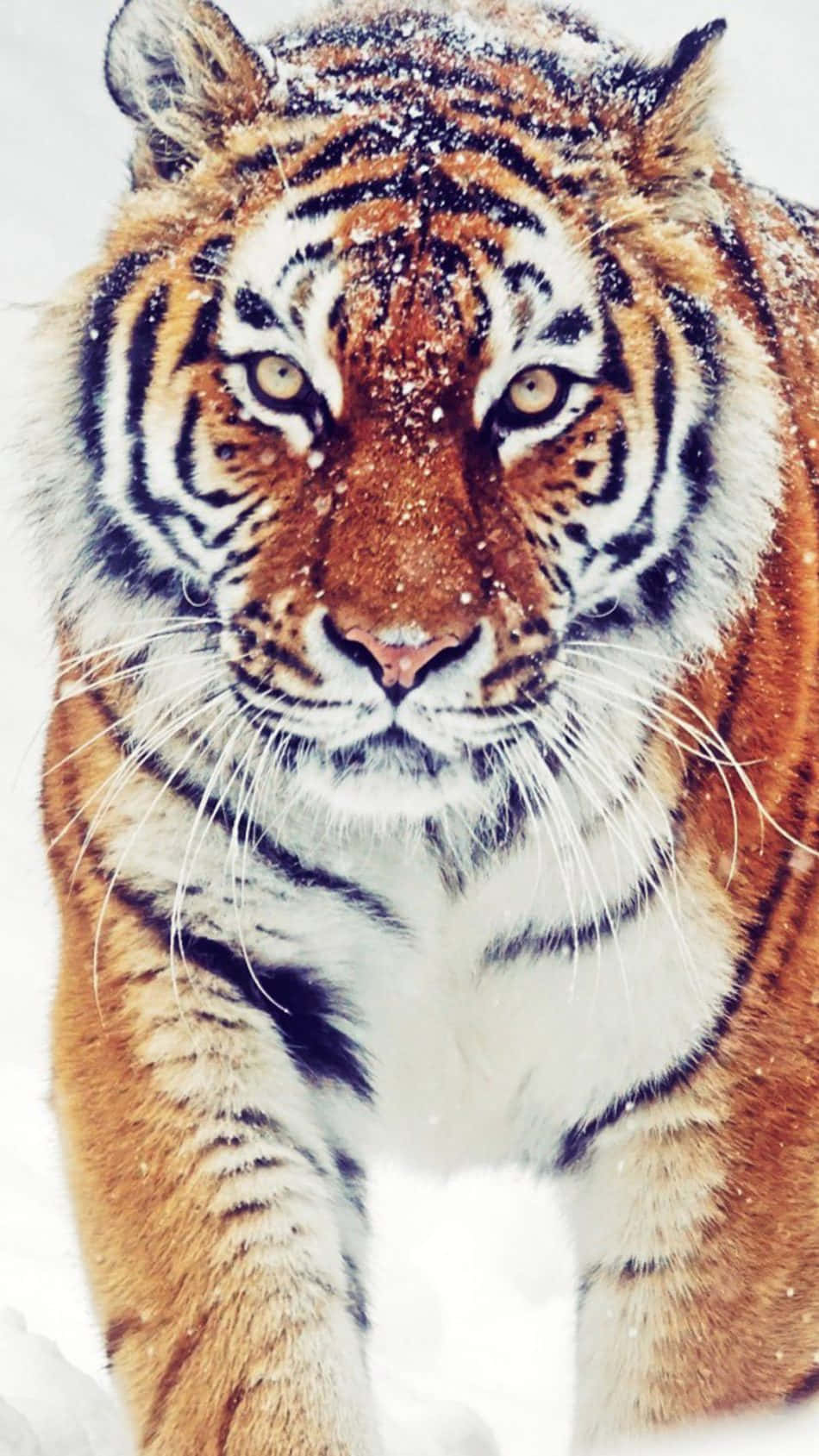 A Tiger Walking Through The Snow Wallpaper