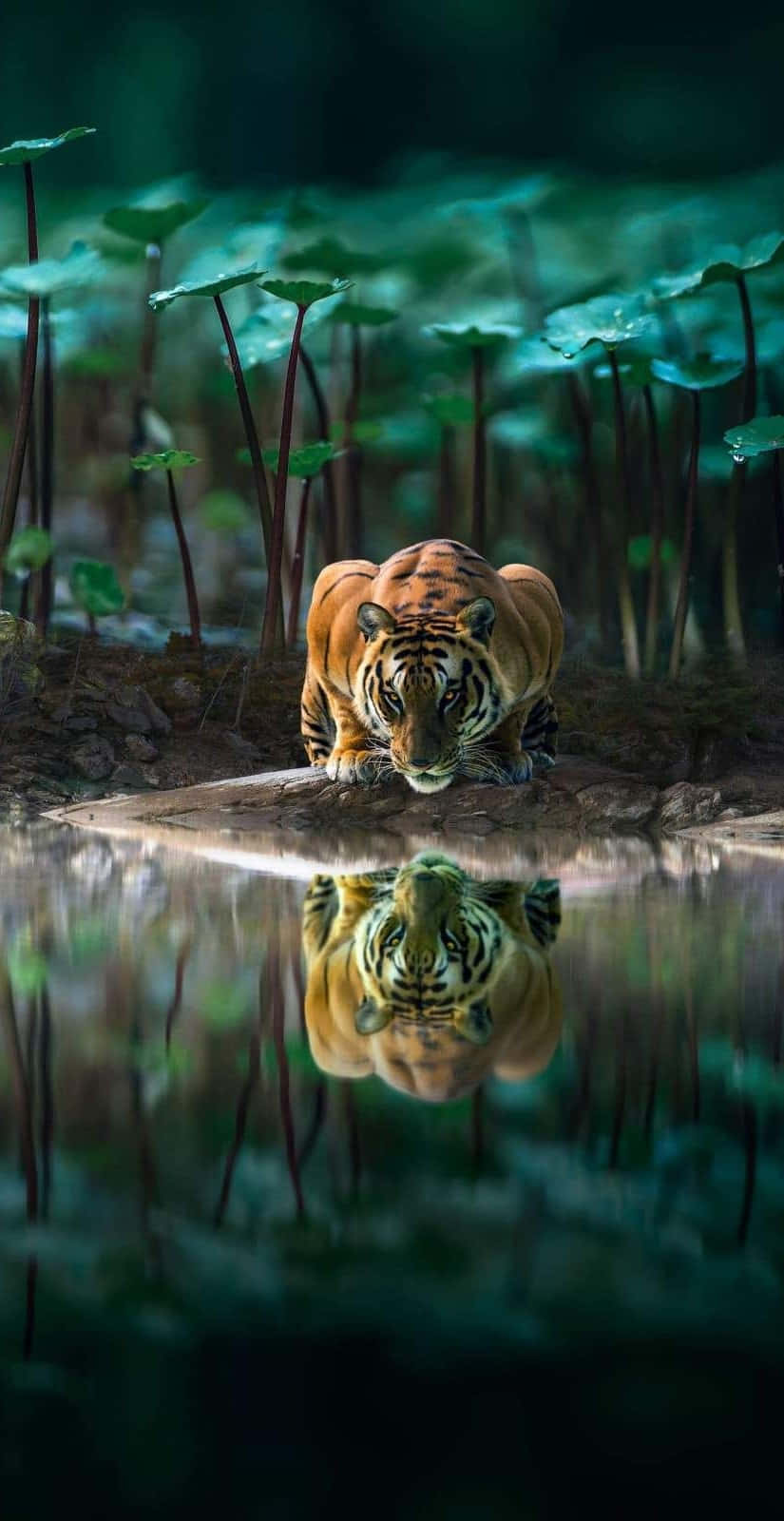 En tiger står i vandet med dets refleksion Wallpaper
