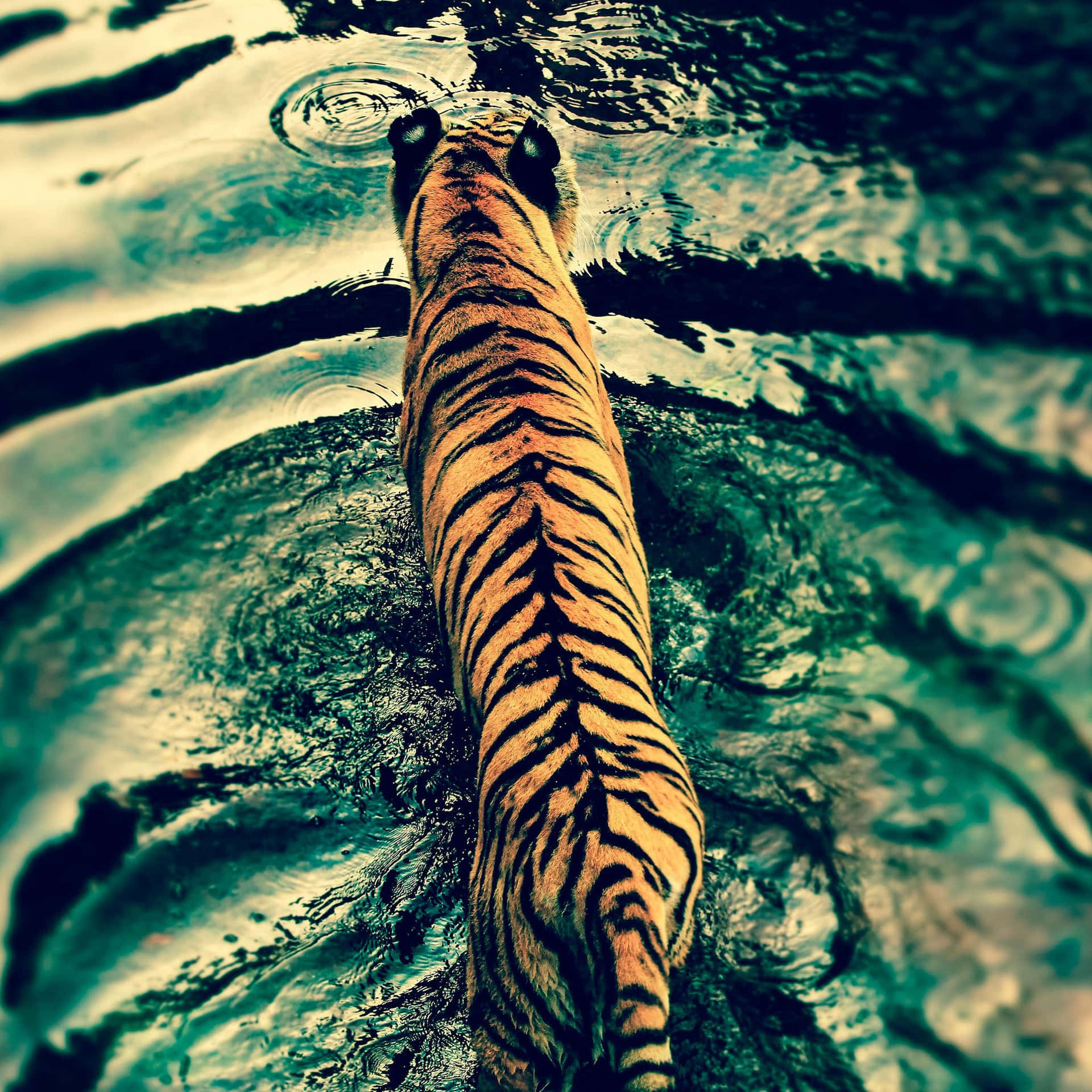 Tigerphone - Entfessele Dein Inneres Tier Wallpaper