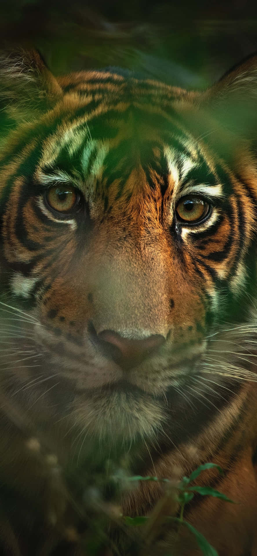 Lassensie Ihren Tiger Mit Dem Tiger Phone Brüllen. Wallpaper