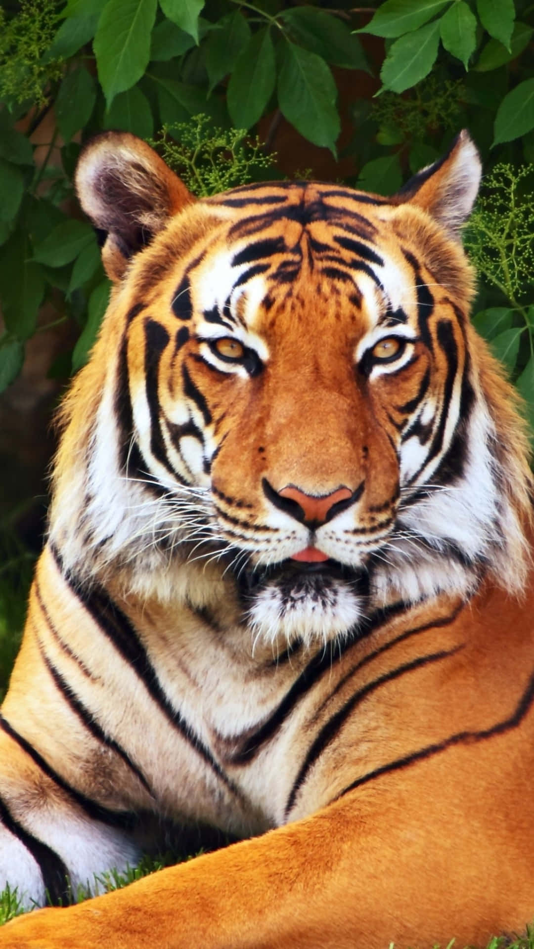 En tiger ligger ned i græsset Wallpaper