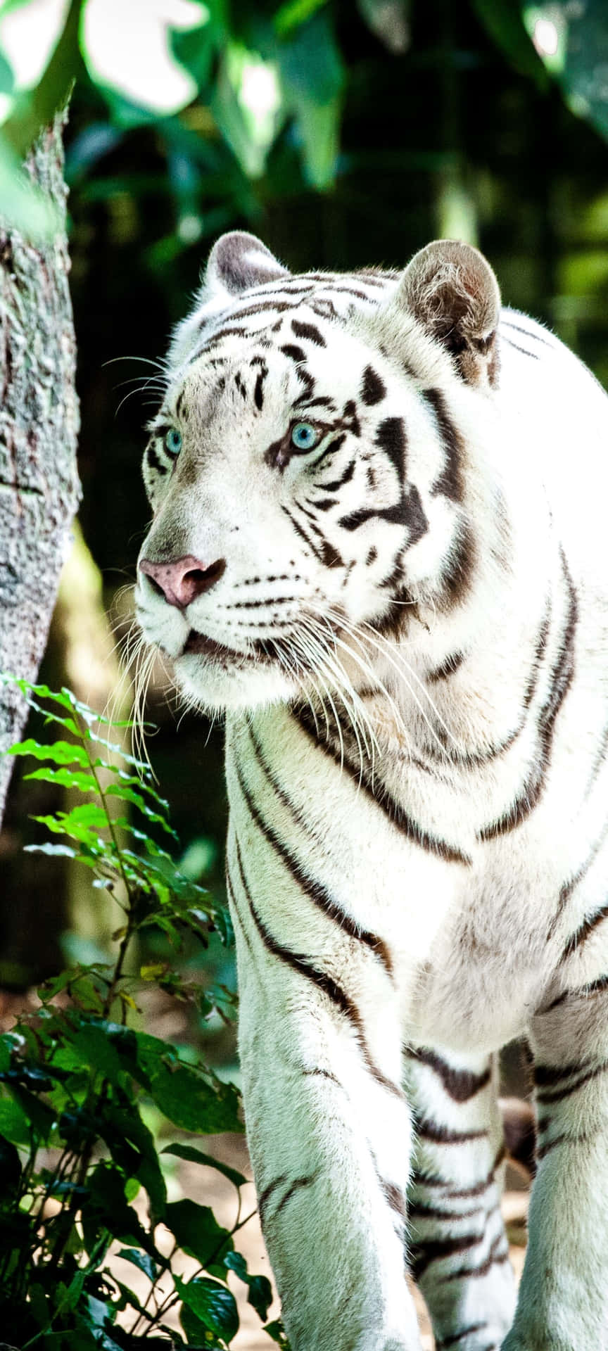 Unleash Your Inner Wild: Tiger Phone Wallpaper