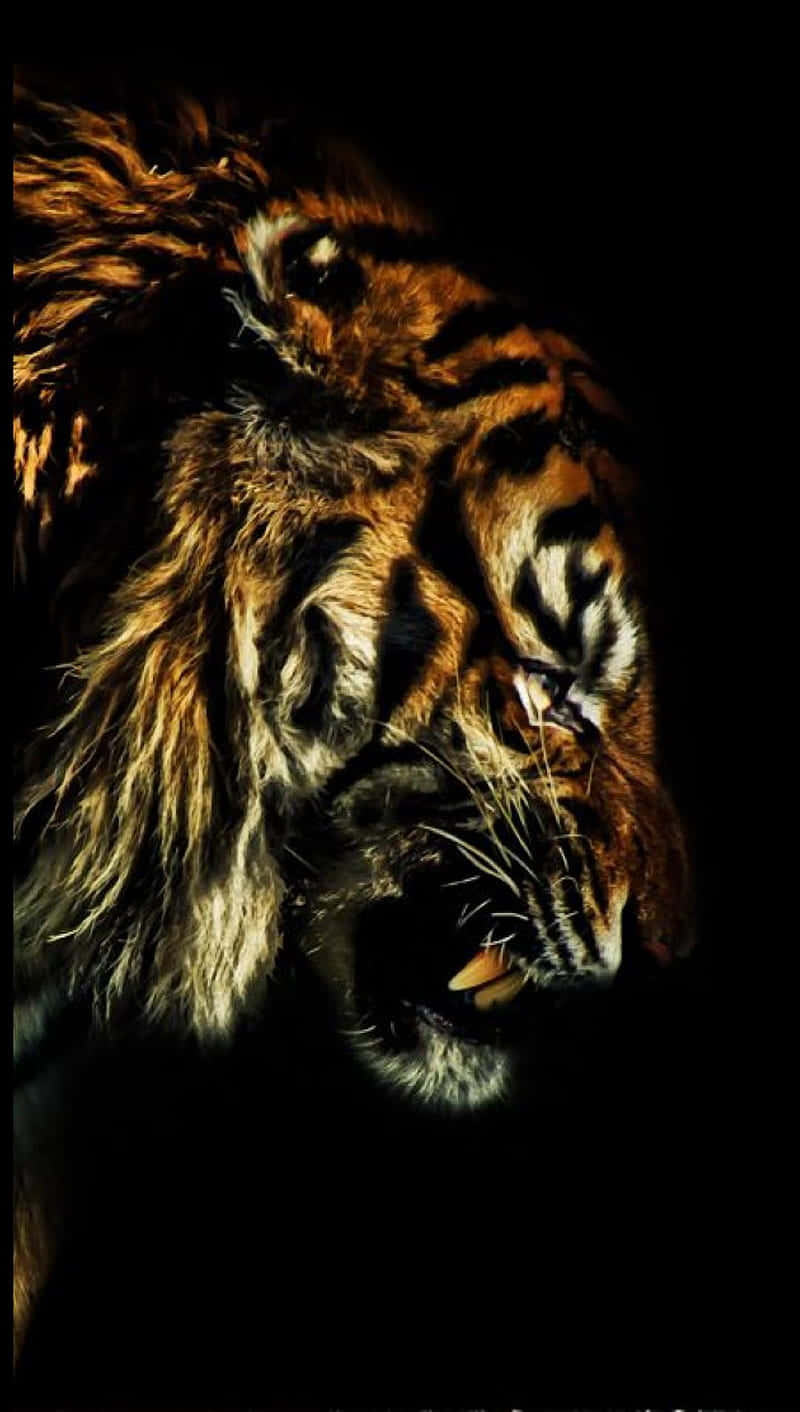 En tiger brøler i mørket. Wallpaper