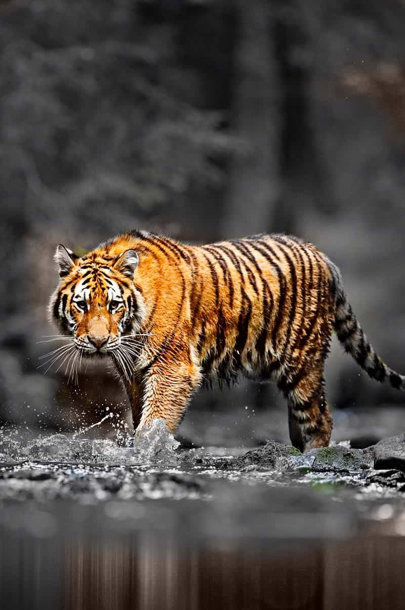 En tiger der går gennem vandet i en skov Wallpaper