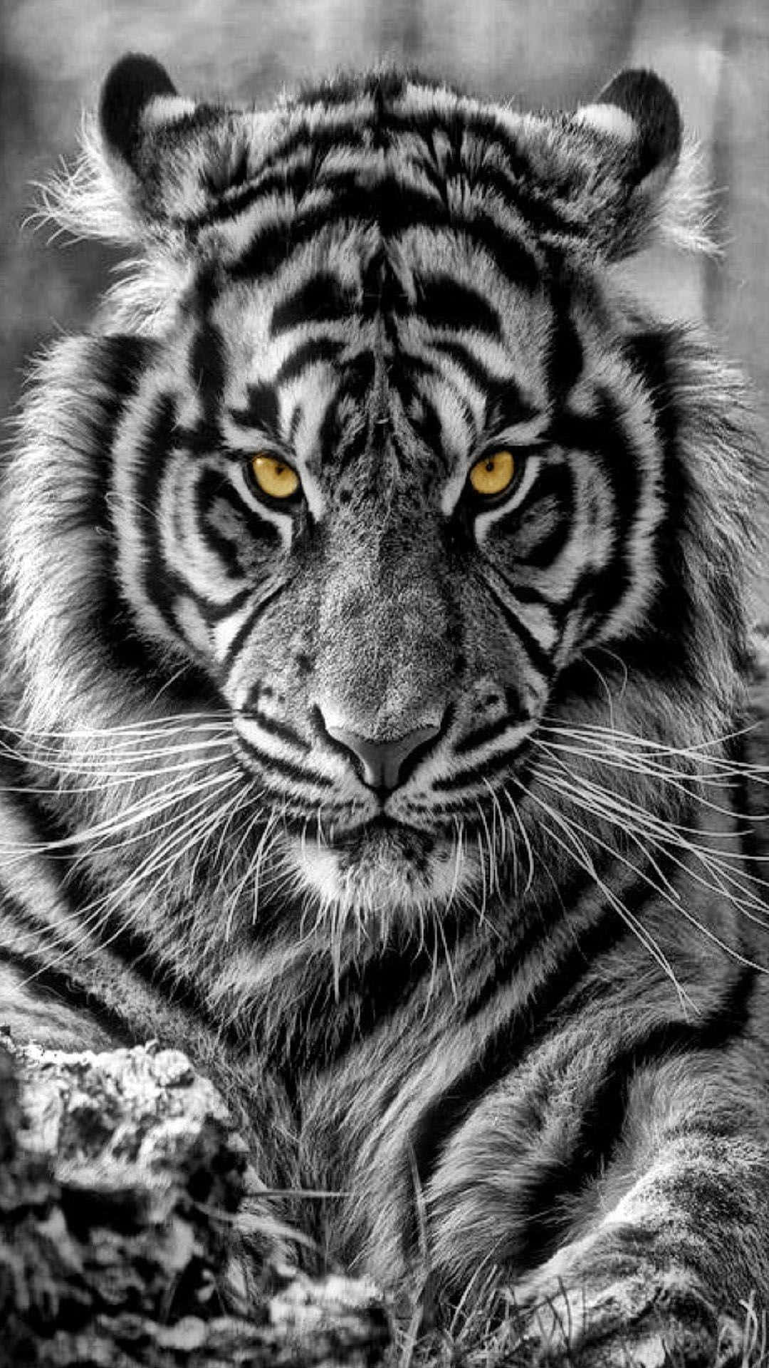 Connect with Nature with Tiger Phone Wallpaper