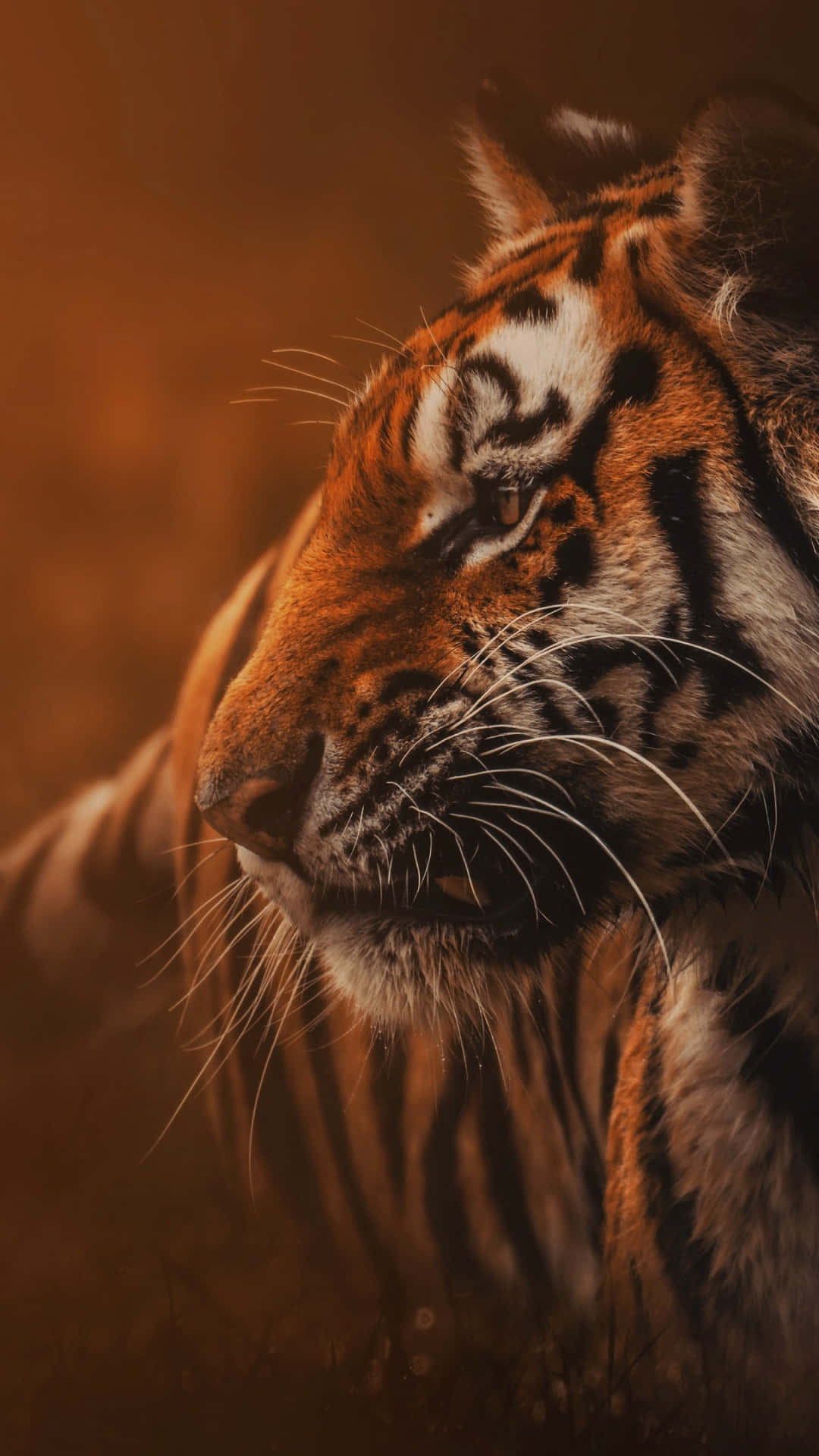 30 4K HD Tiger Wallpapers  WallpaperSafari
