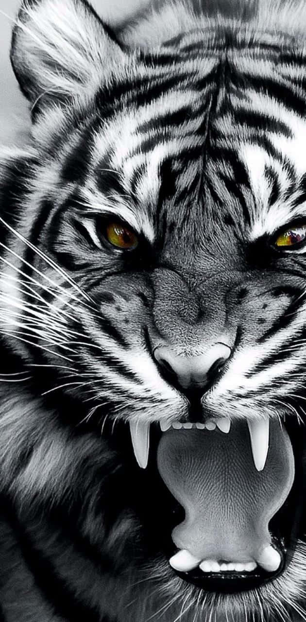 En tiger med åben mund i sort og hvid Wallpaper