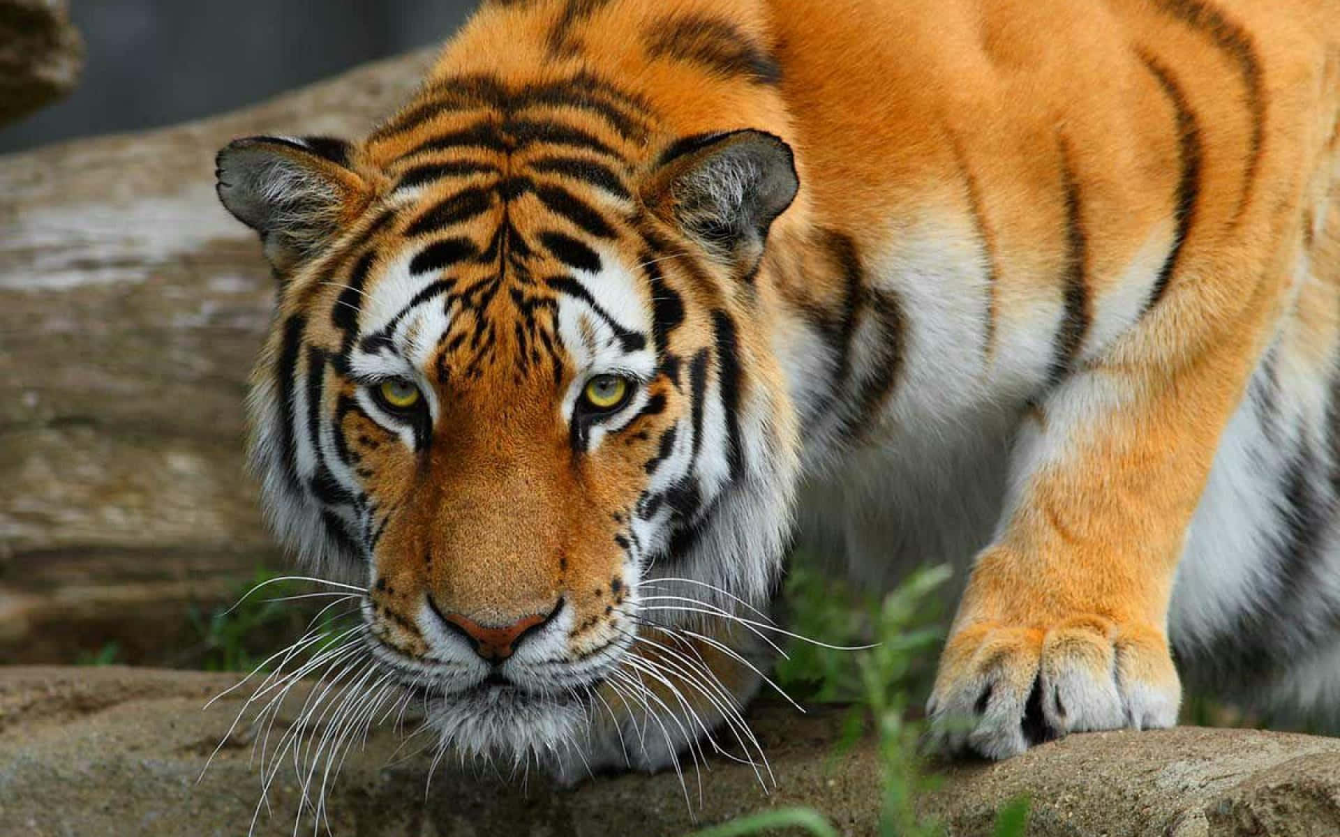Betragterudsigten, En Tiger Med Majestætisk Fremtoning.