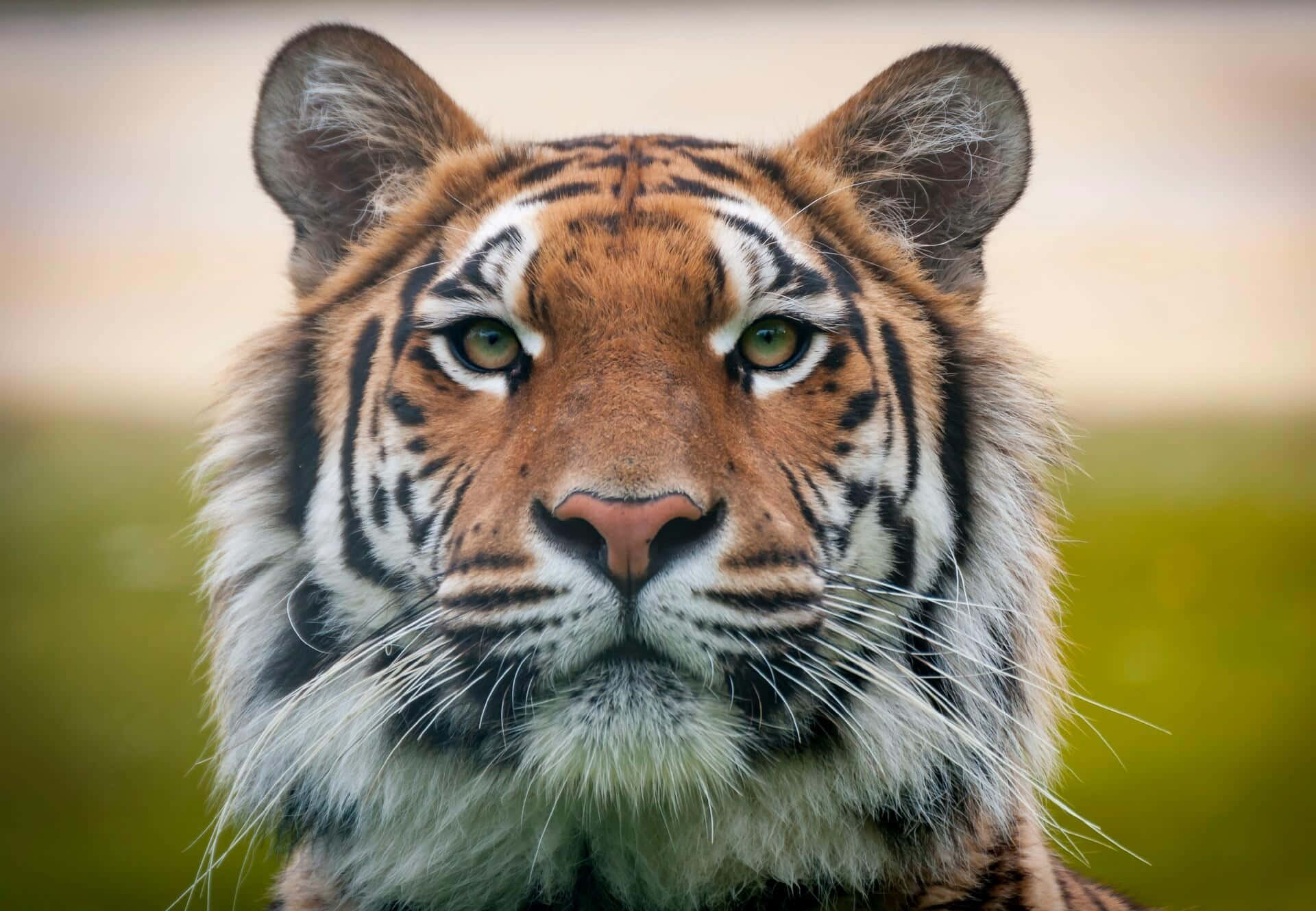 Spectacular Close-up of an Imperial Tiger Roaming Wild