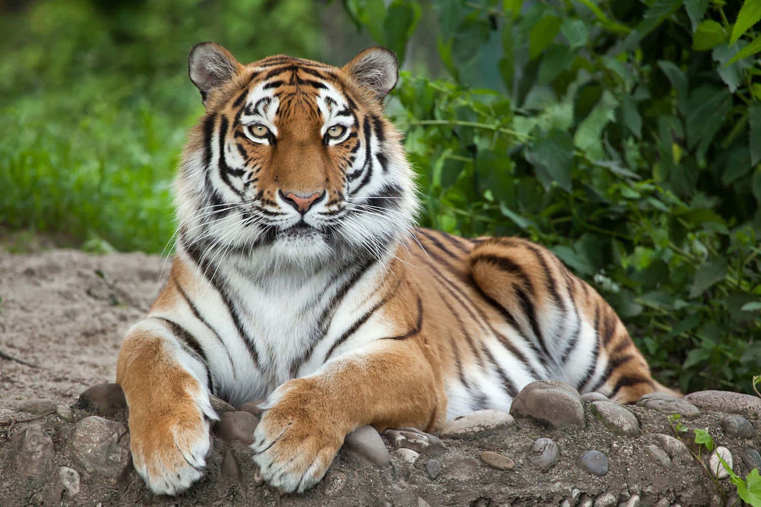 Majestætisktiger Der Strejfer Tiger Reserve.