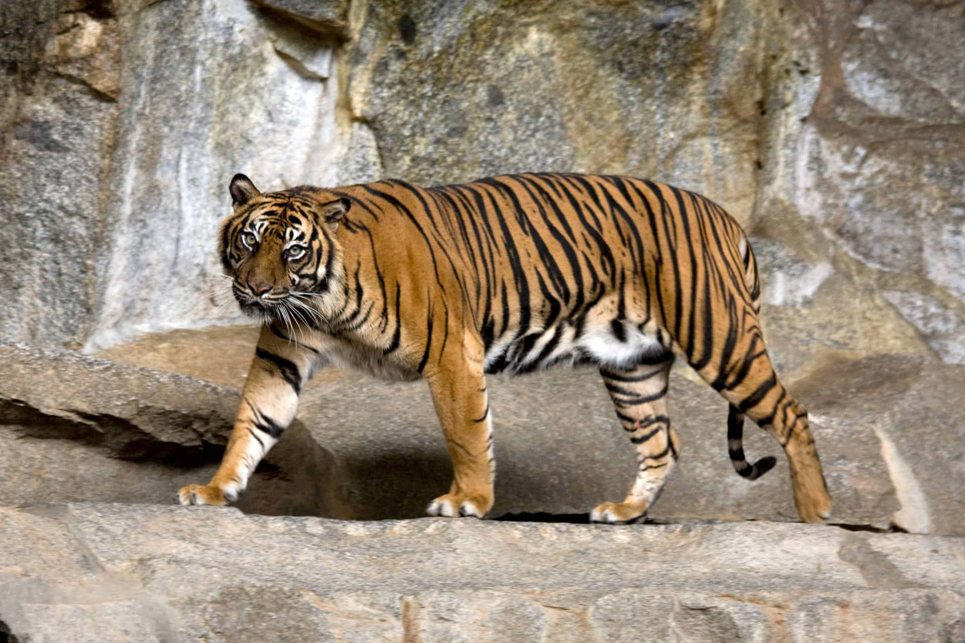 Ummajestoso Tigre De Bengala Se Camufla Na Exuberante Vegetação De Seu Habitat Natural.