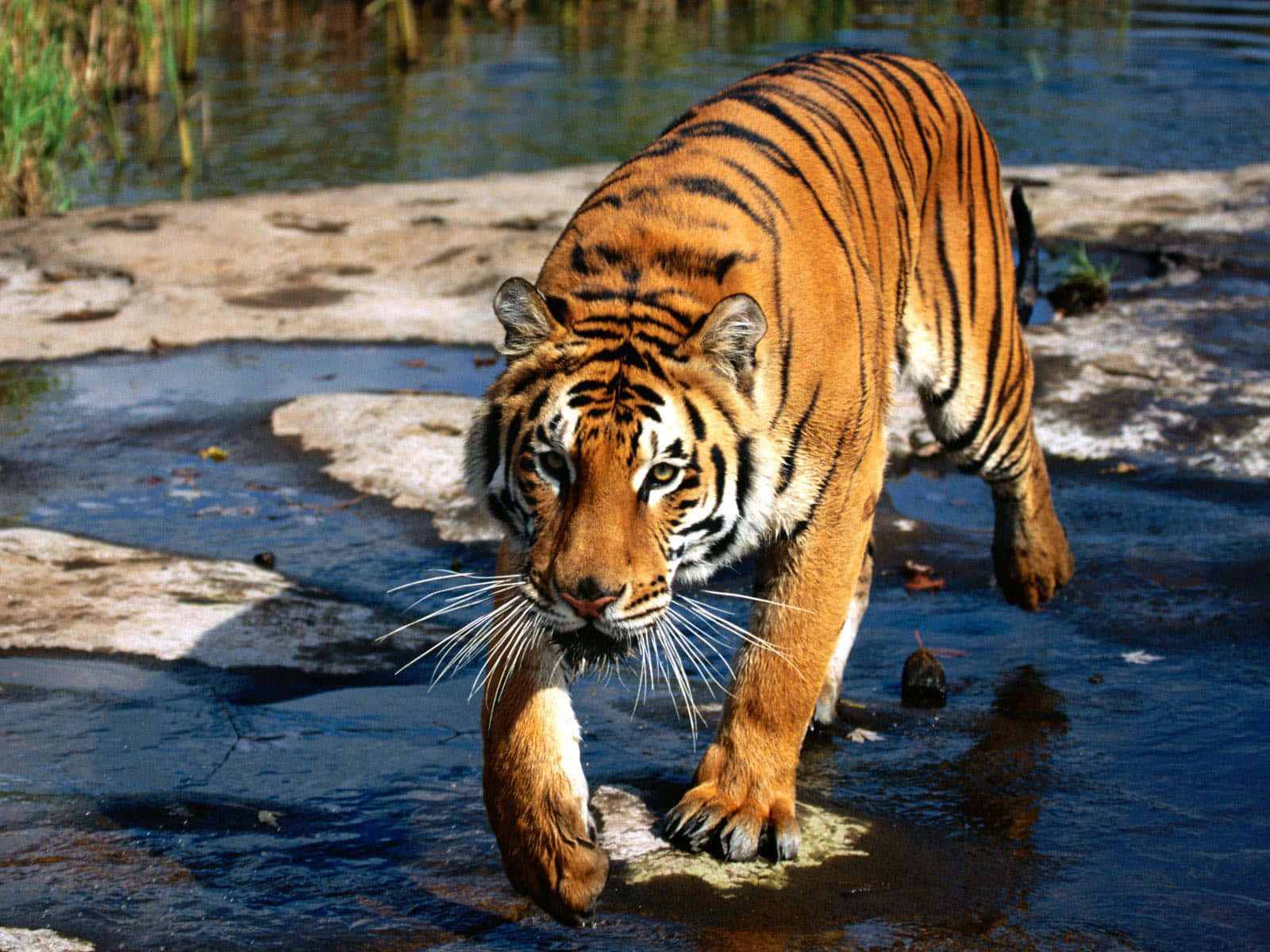 Umbelo Tigre No Seu Ambiente Natural