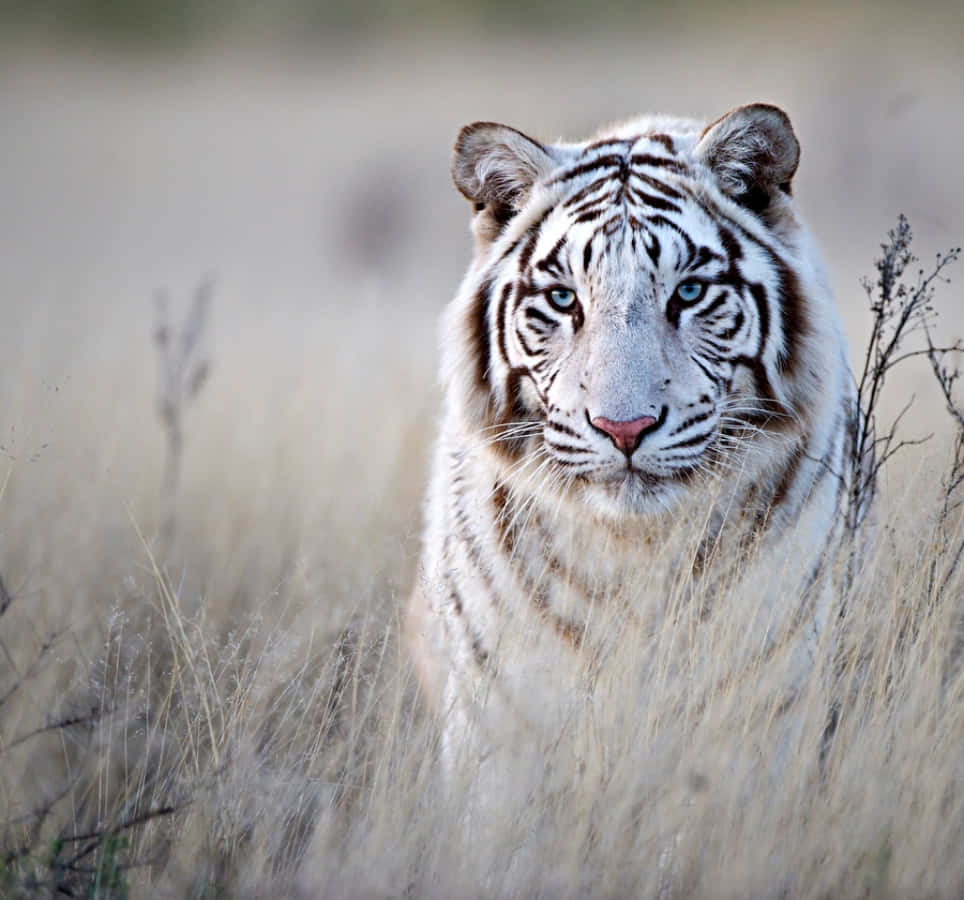 Enmajestætisk Tiger I Sit Naturlige Habitat.