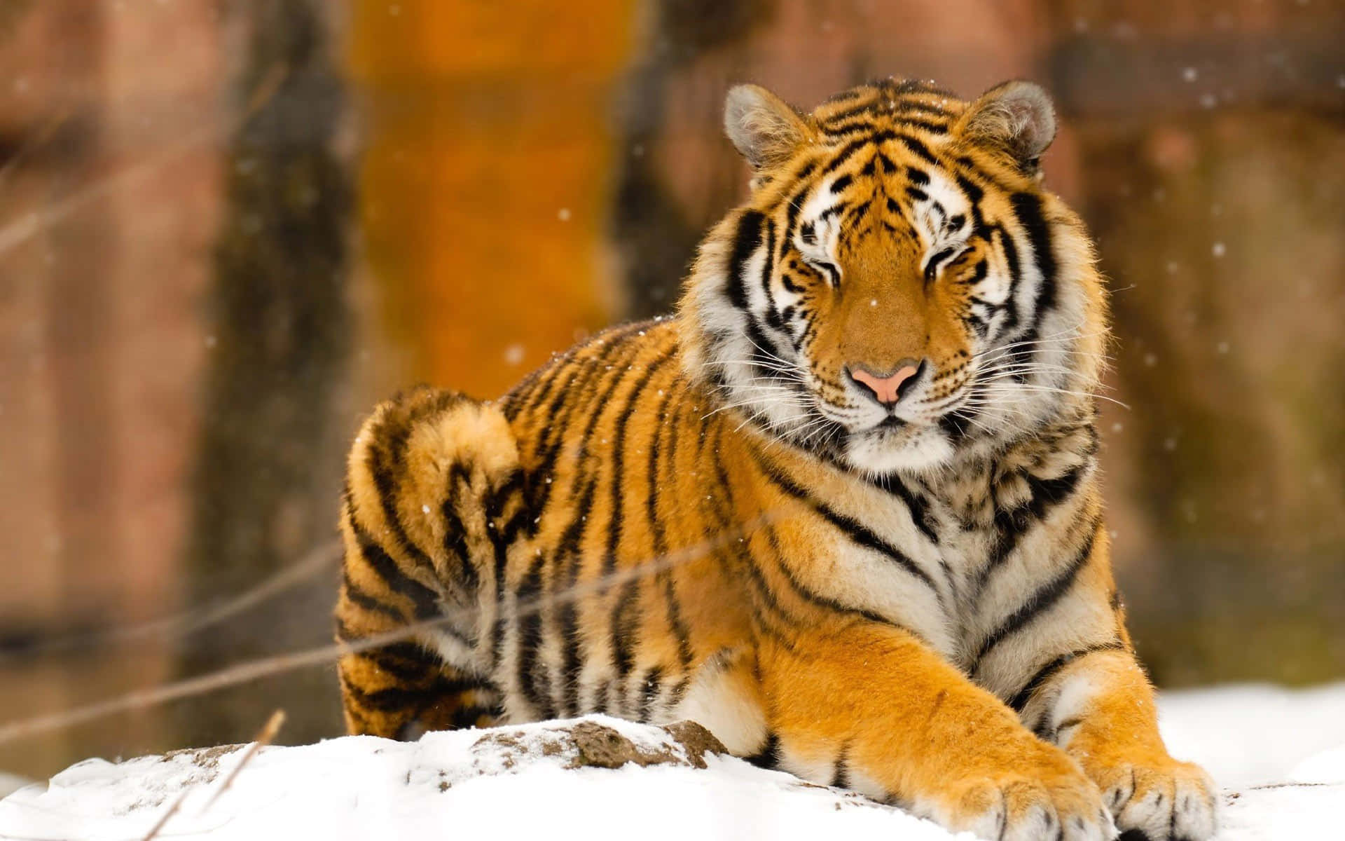 A majestic tiger walking among lemongrass.