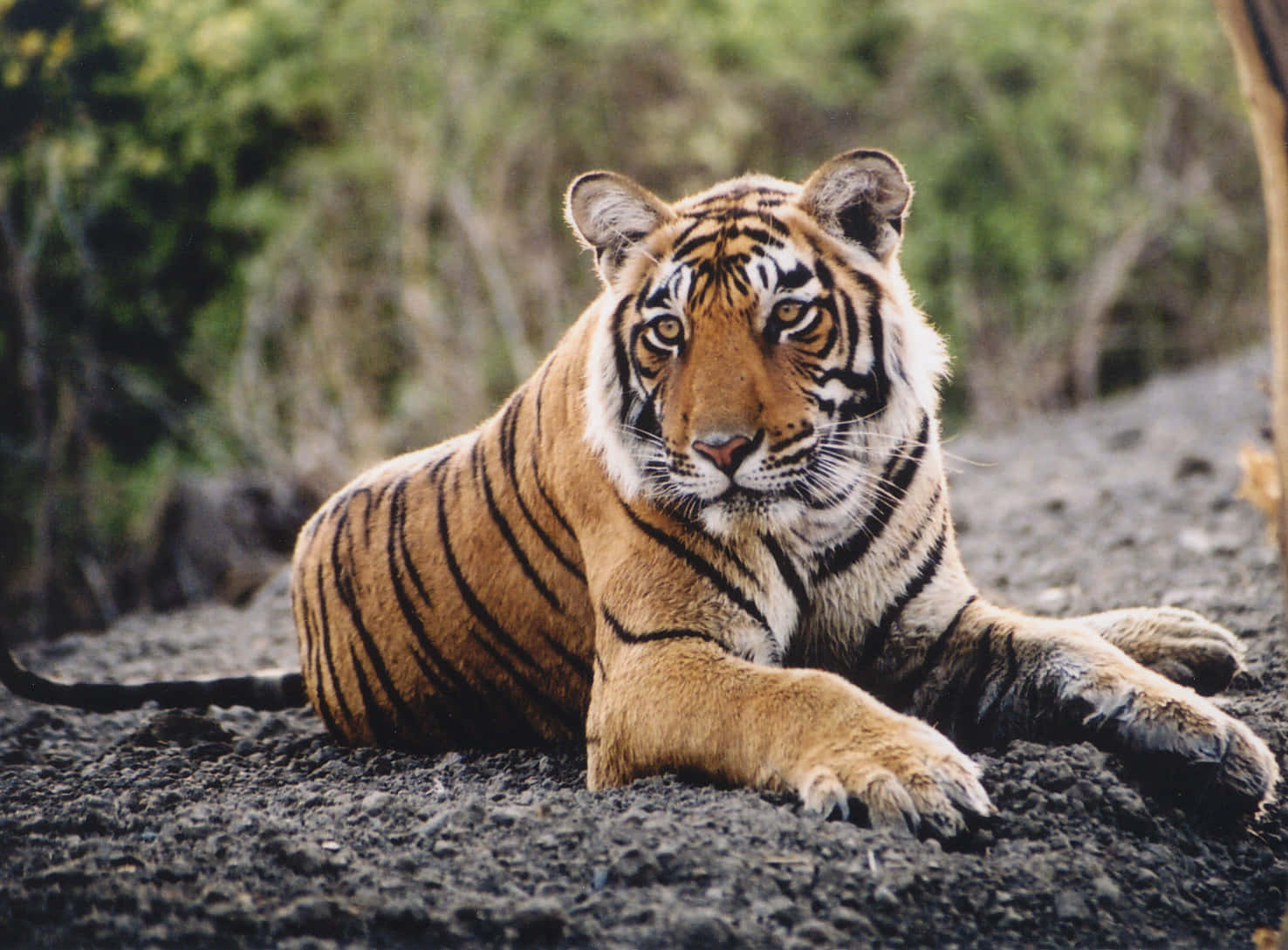 Forbløffendeportræt Af En Majestætisk Tiger.