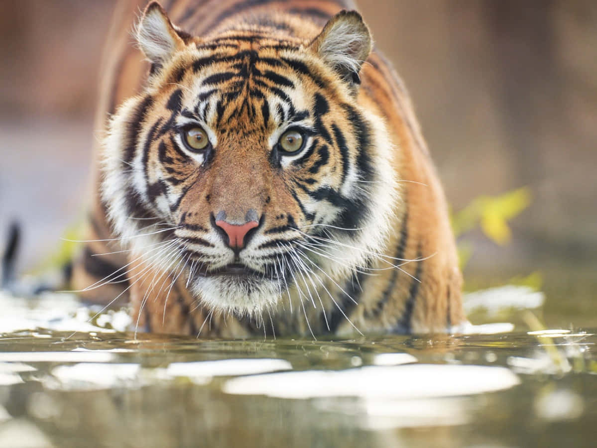 Skønhedeni Naturen: En Tiger I Sit Naturlige Habitat.