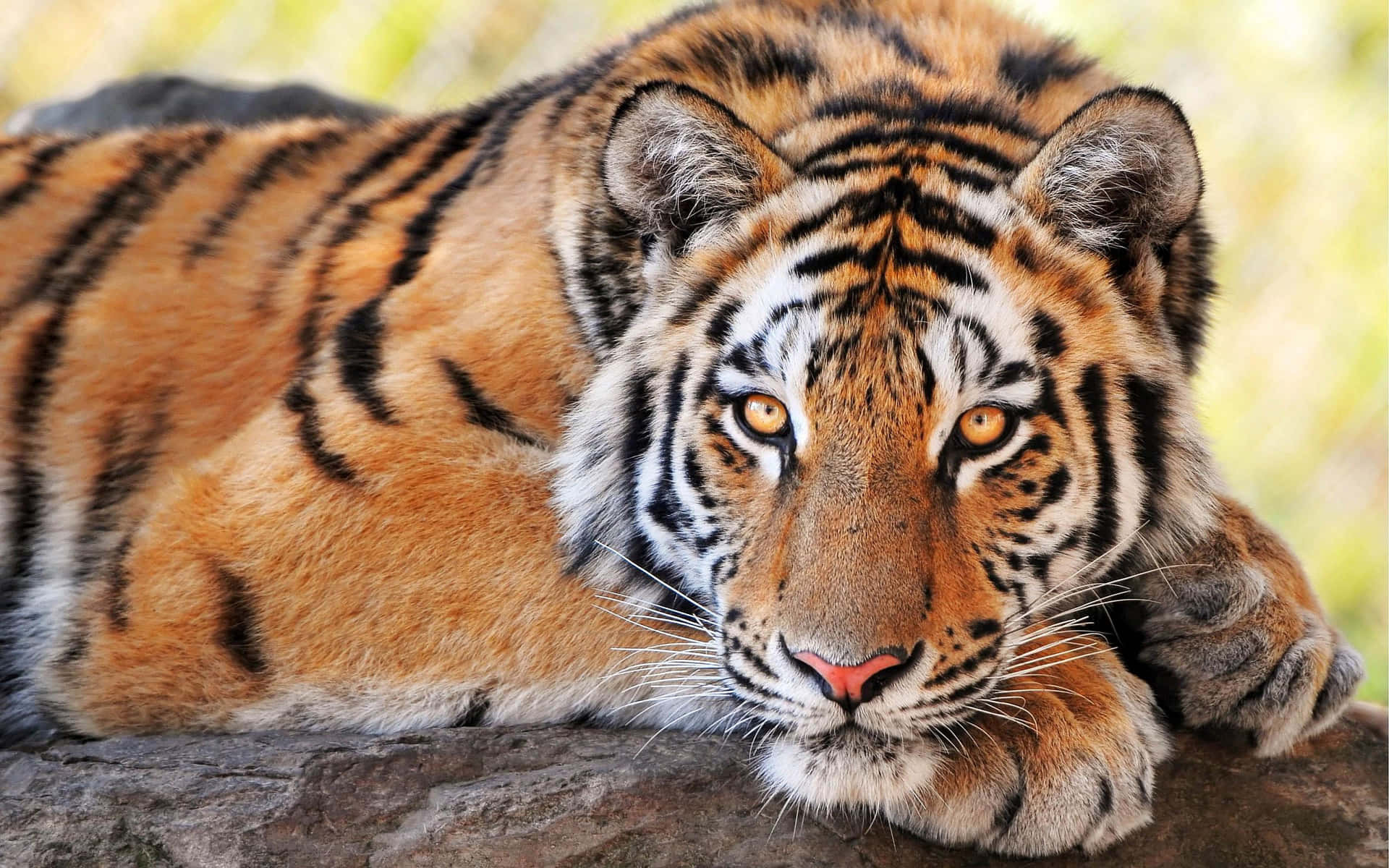 Majestic Tiger in its Natural Habitat