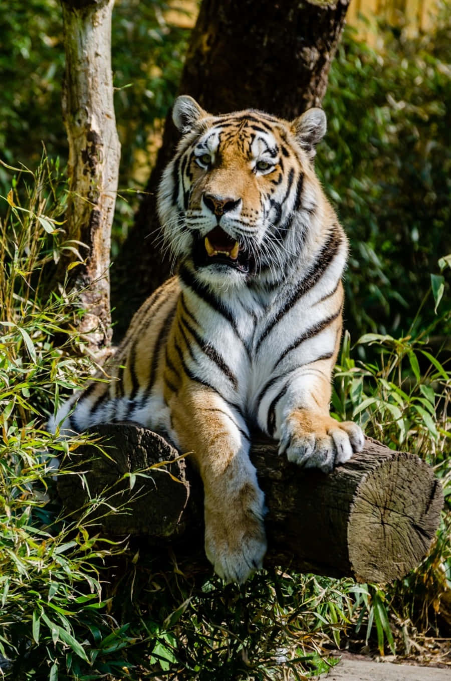 Majestic Tiger Looking at Camera