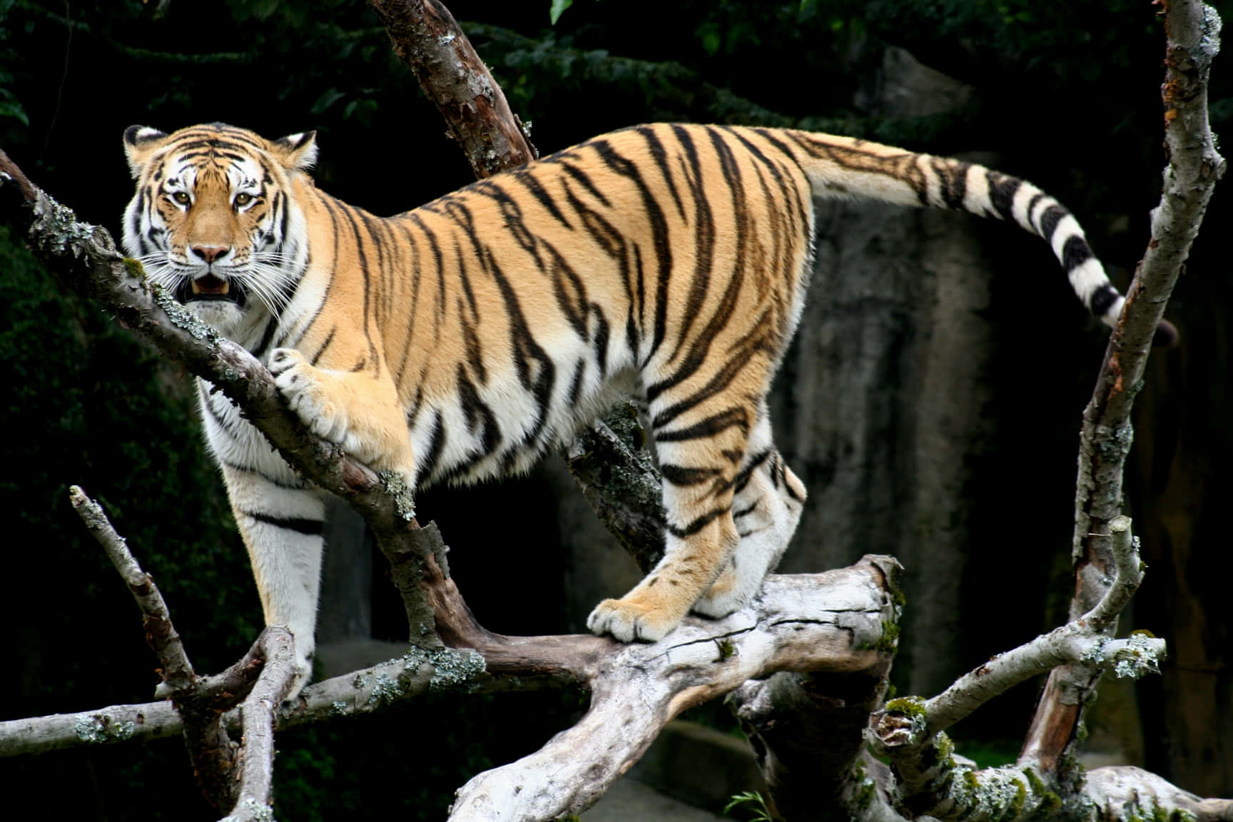 A beautiful Bengal tiger lounging atop a rock in the wild.
