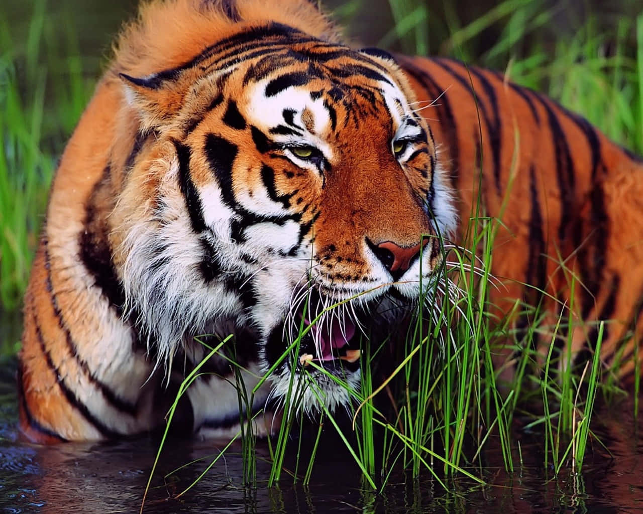 Majestic Tiger in its Natural Habitat