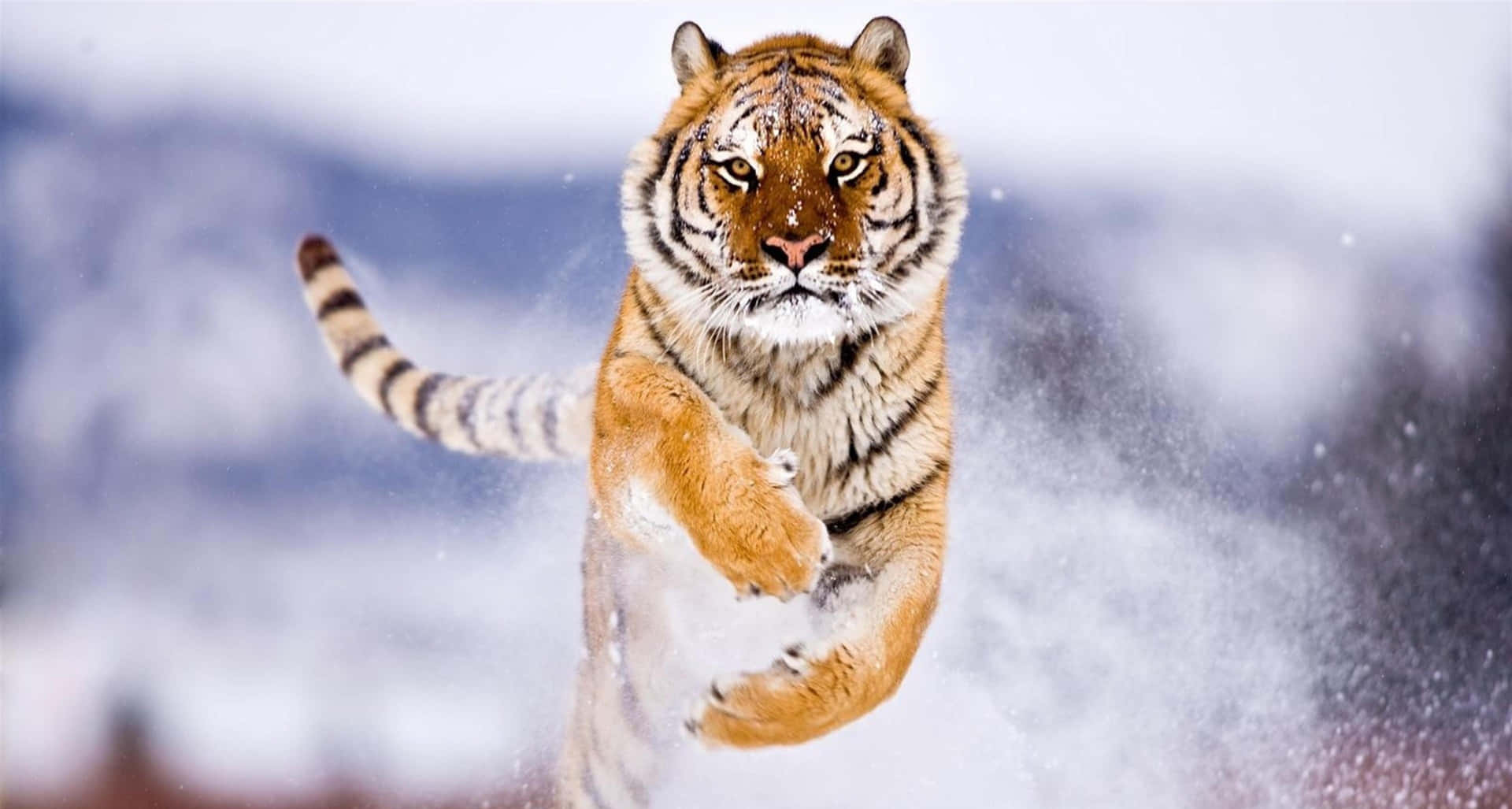 Enmajestætisk Skotsk-bengalsk Tiger, Der Står I Højt Græs.