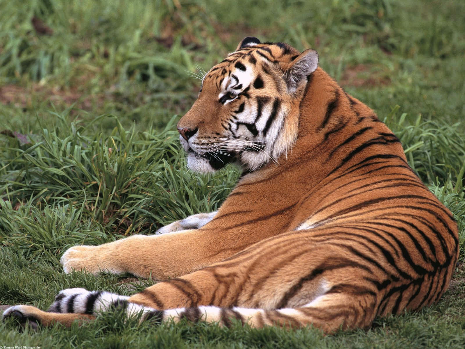 “A spectacular sighting of a beautiful Bengal tiger.”