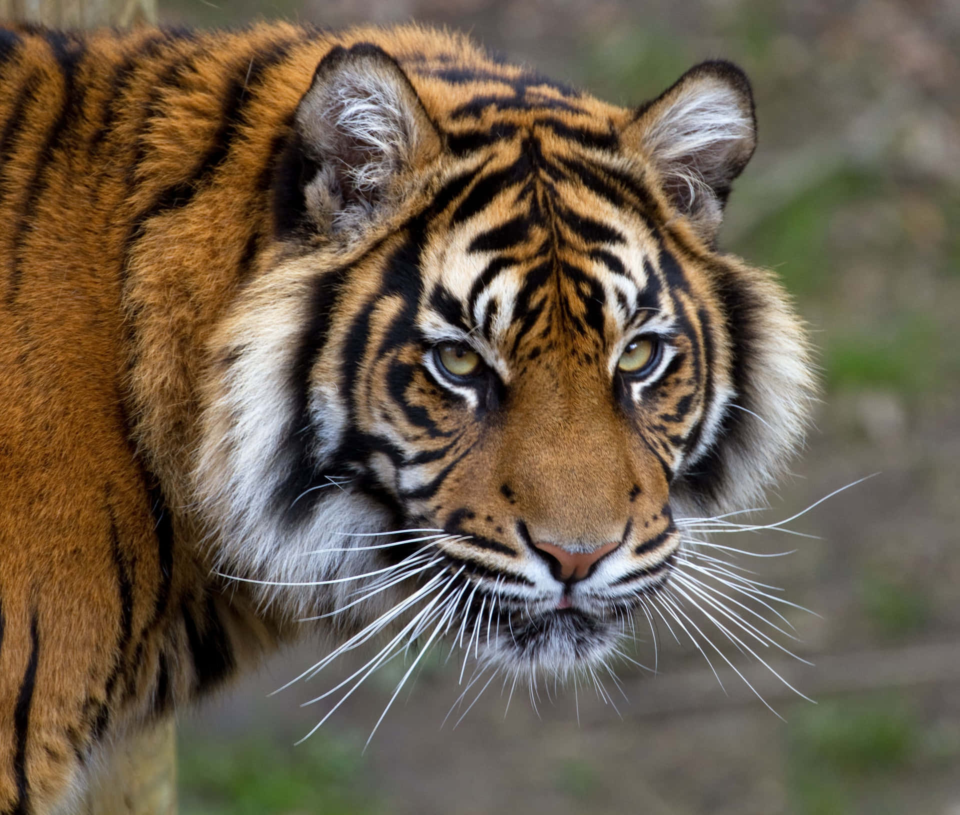 Stirrarin I Tigerns Ögon
