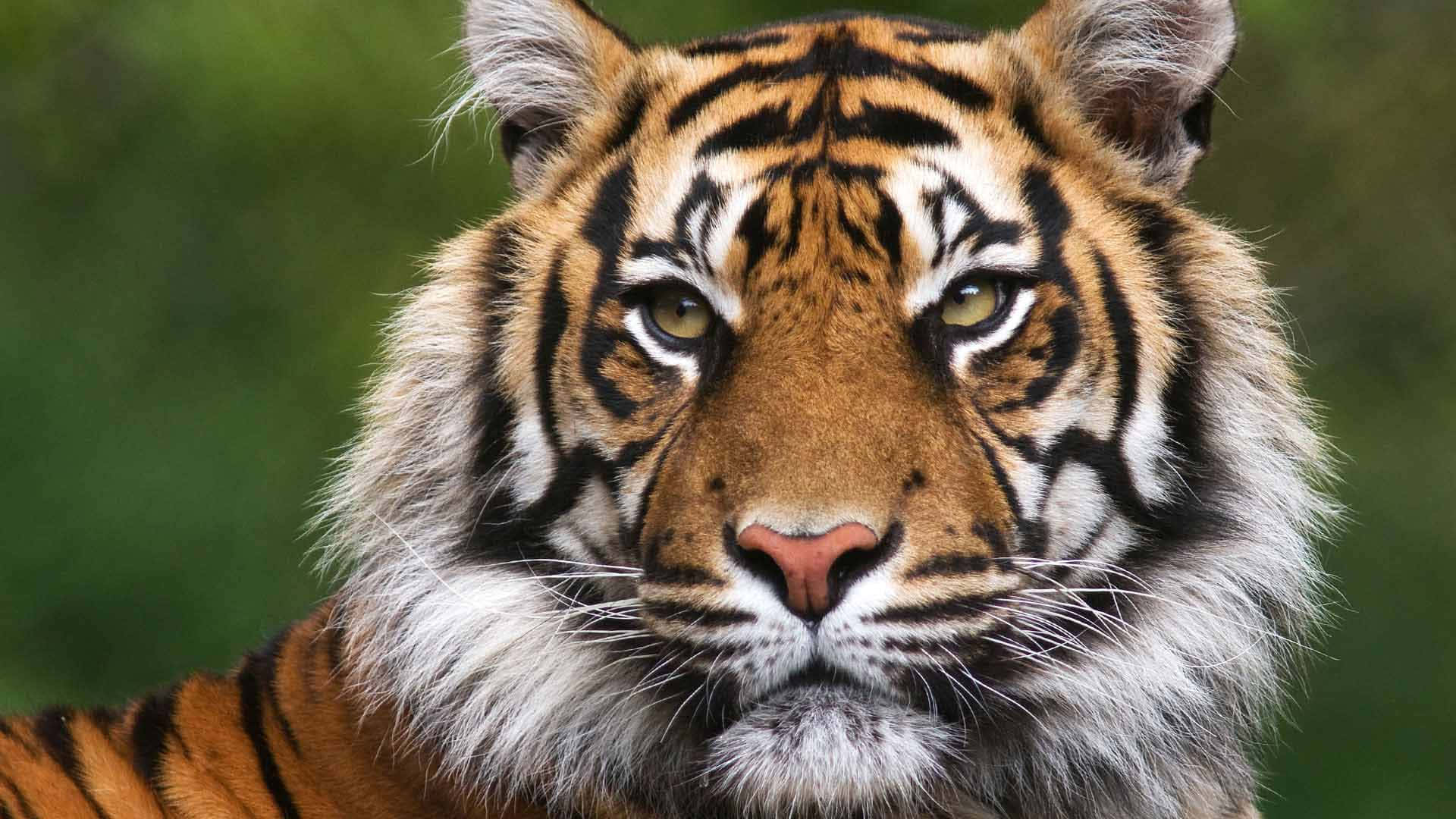 Majestic Tiger Gracing its Surroundings with Regal Grandeur