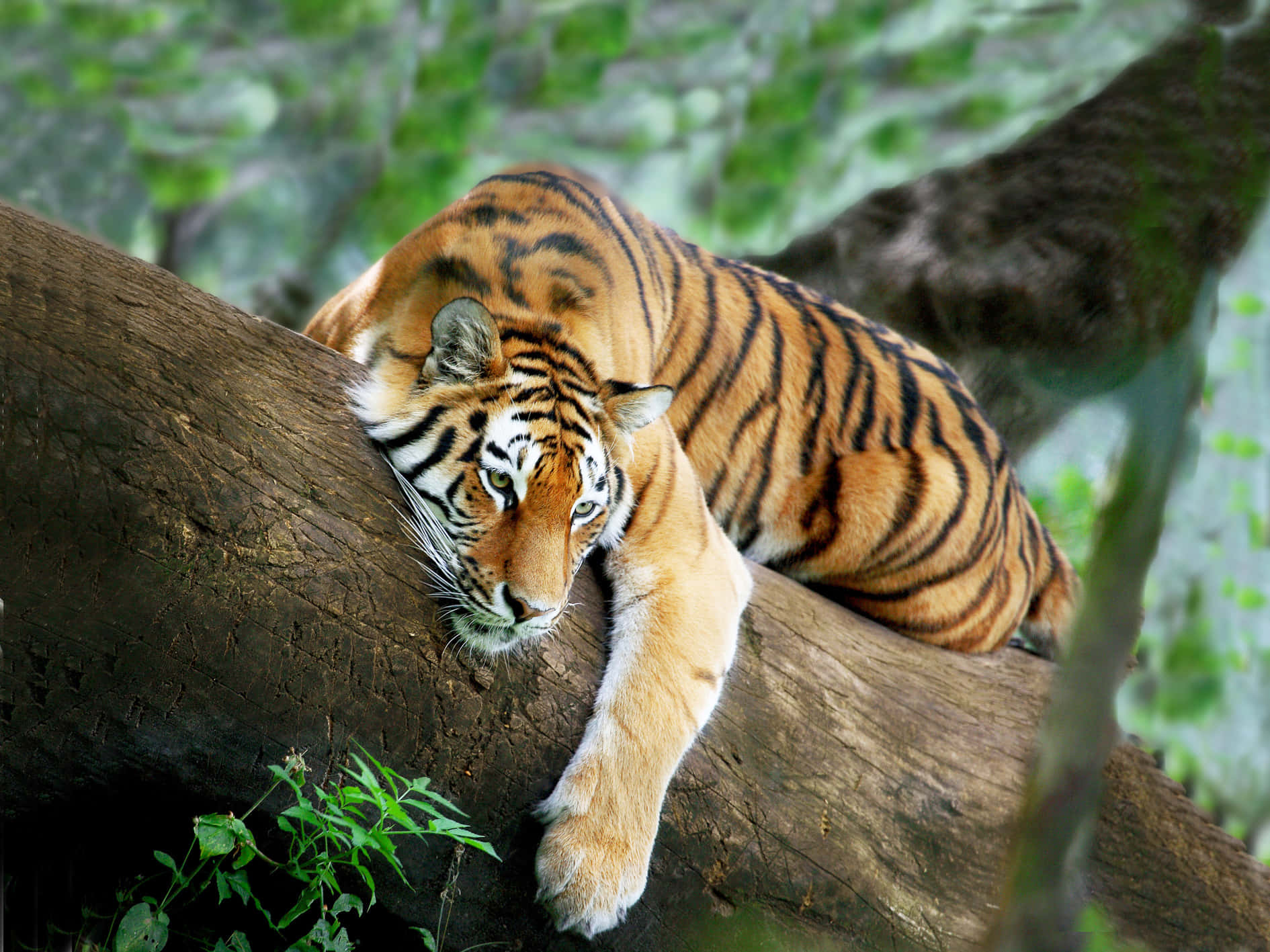 A beautiful Tiger lounging in the sun